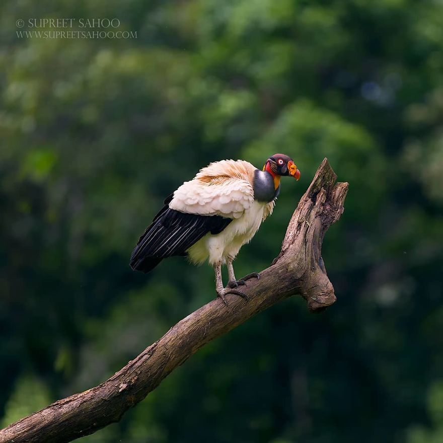 King Vulture - Animals In Costa Rica by Supreet Sahoo