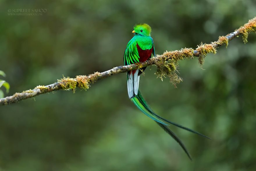 Resplendent Quetzal - Animals In Costa Rica by Supreet Sahoo