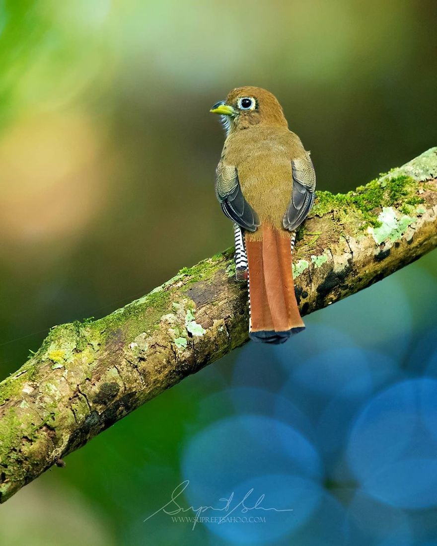 Black Throated Trogon - Animals In Costa Rica by Supreet Sahoo