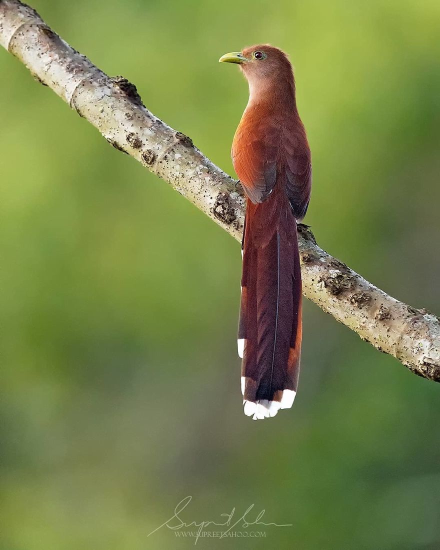 Squirrel Cuckoo - Animals In Costa Rica by Supreet Sahoo