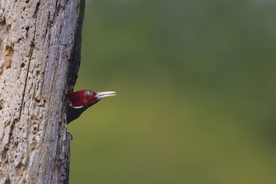 Pale-Billed Woodpecker - Animals In Costa Rica by Supreet Sahoo