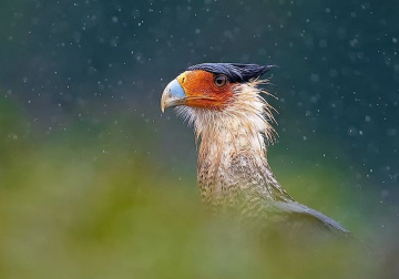 Wildlife Photographer Supreet Sahoo Captured 83 Beautiful Animals In Costa Rica