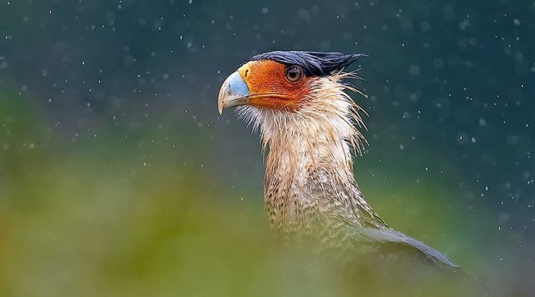 Wildlife Photographer Supreet Sahoo Captured 83 Beautiful Animals In Costa Rica