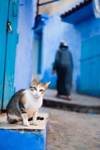 A cat in Chefchaouen, Morocco