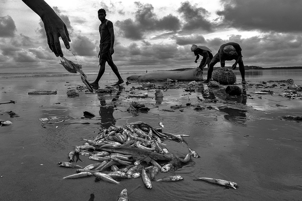 Fisherman after their catch in Talsari, Odisha