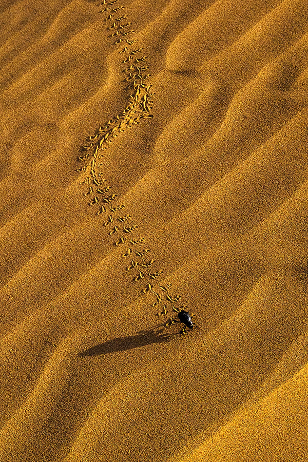 Desert beetle walking through the sand pattern in Khuri Desert, Rajasthan