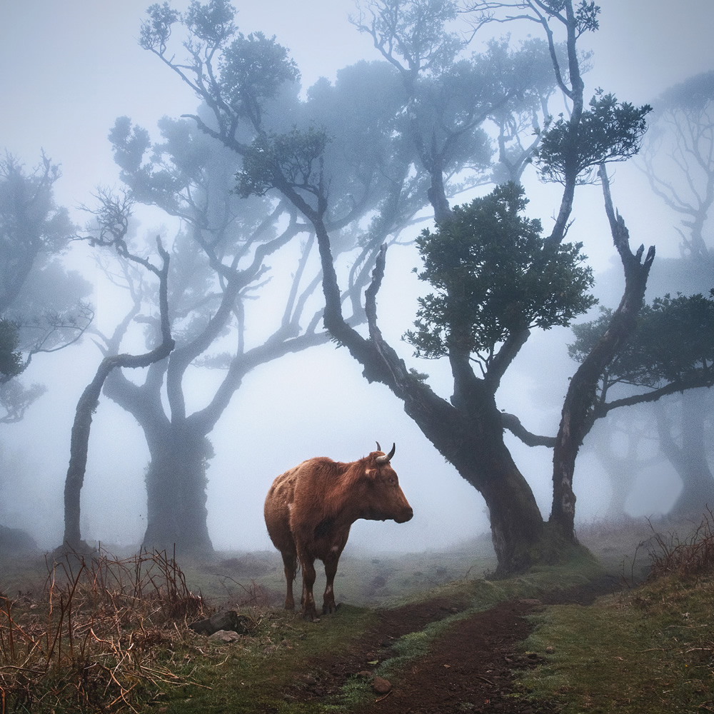 From Fog Into Light: Beautiful Forestscapes by Kilian Schonberger