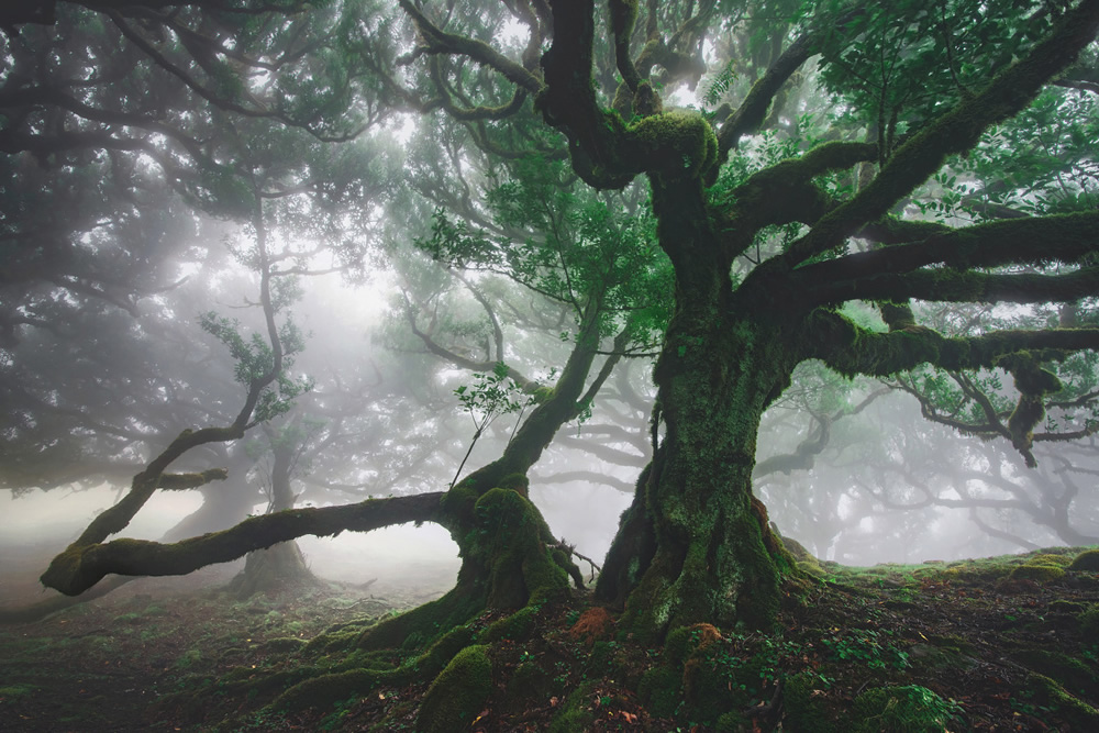 From Fog Into Light: Beautiful Forestscapes by Kilian Schonberger