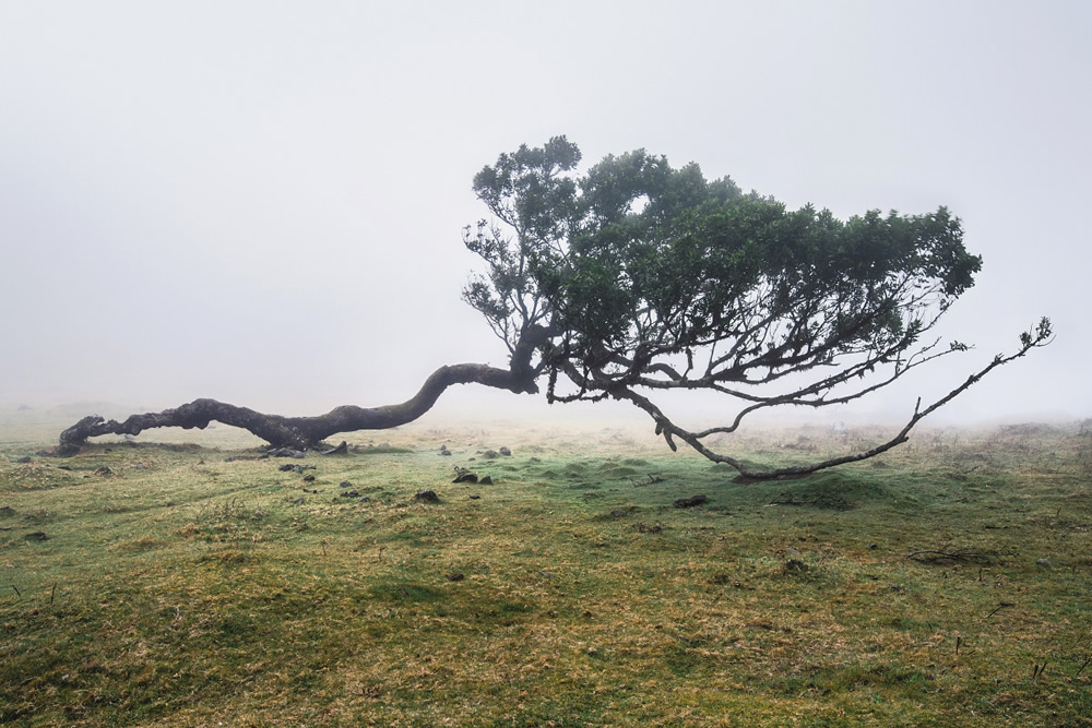 From Fog Into Light: Beautiful Forestscapes by Kilian Schonberger