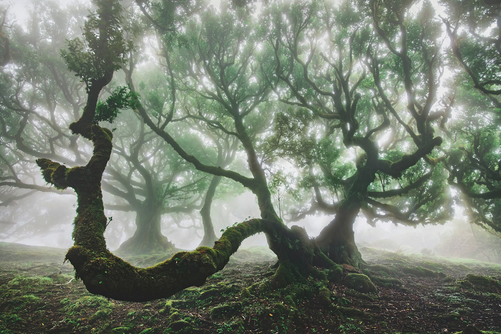 From Fog Into Light: Beautiful Forestscapes by Kilian Schonberger