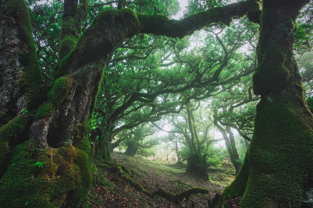 From Fog Into Light: Beautiful Forestscapes by Kilian Schonberger