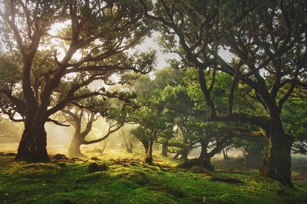 From Fog Into Light: Beautiful Forestscapes by Kilian Schonberger