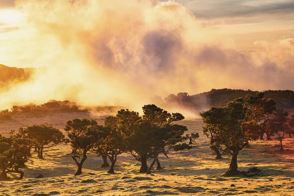 From Fog Into Light: Beautiful Forestscapes by Kilian Schonberger