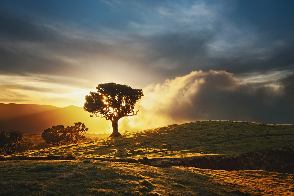 From Fog Into Light: Beautiful Forestscapes by Kilian Schonberger