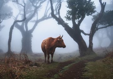 From Fog Into Light: Beautiful Forestscapes by Kilian Schonberger