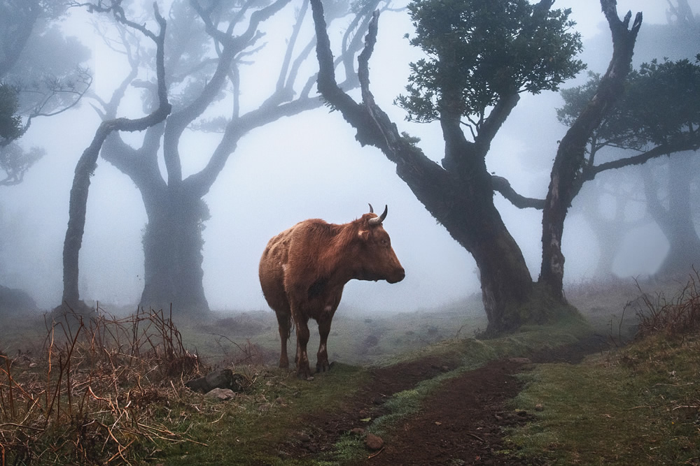 From Fog Into Light: Beautiful Forestscapes by Kilian Schonberger
