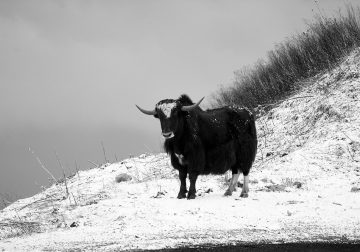 A Journey Through Himalayas by Ravikumar Jambunathan