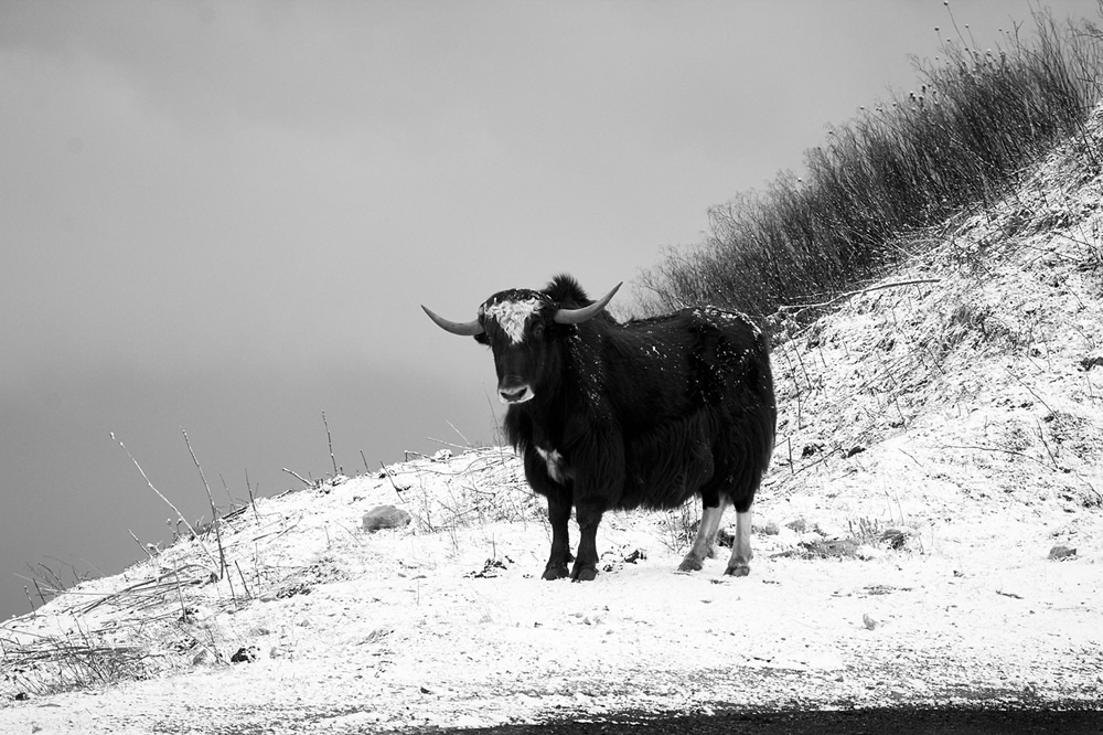 A Journey Through Himalayas by Ravikumar Jambunathan