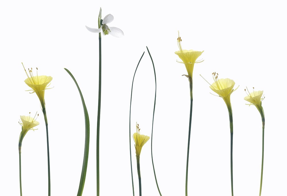 Lotte Gronkjaer Funch Nature Photography