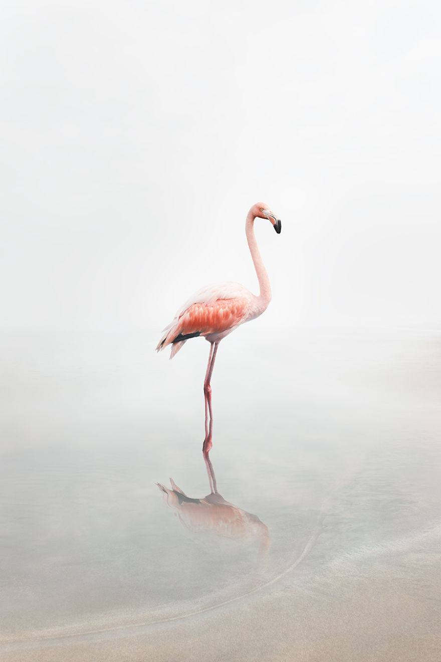 #1 For Now Flamingo