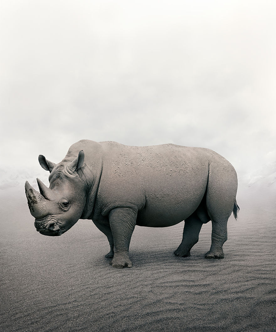 #12 Restful Rhino