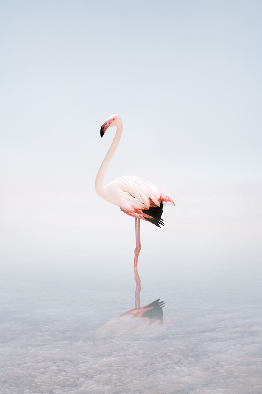 #16 Wondering White Flamingo