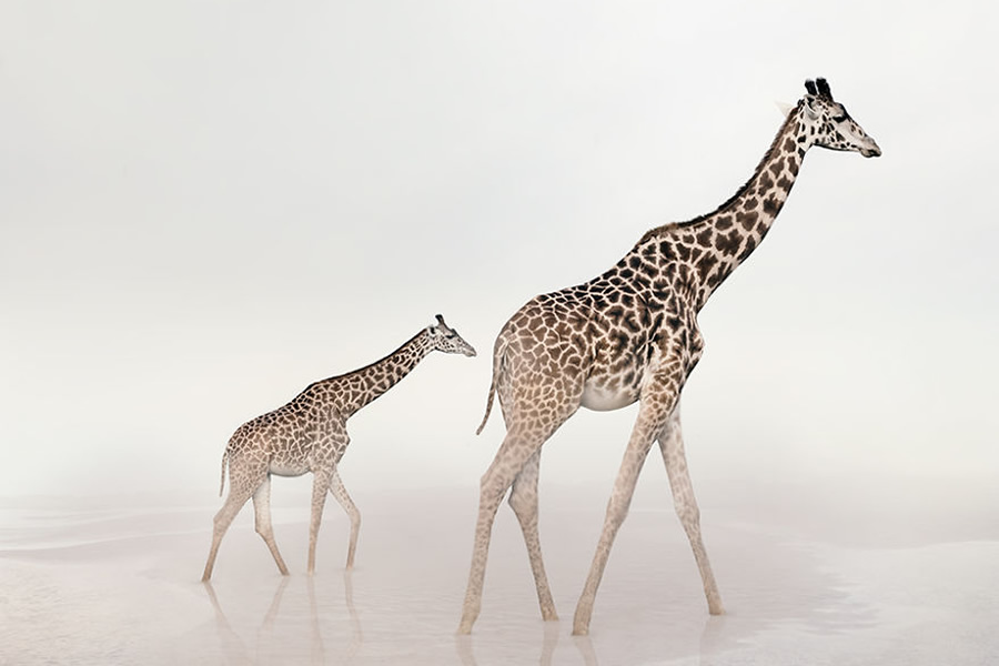 Meditations: Beautiful Animal Montages That Express Self-Therapy by Alice Zilberberg
