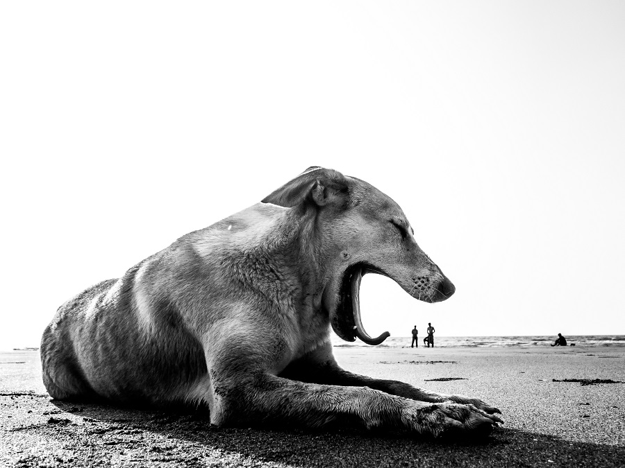 Dog Story by Neenad Arul