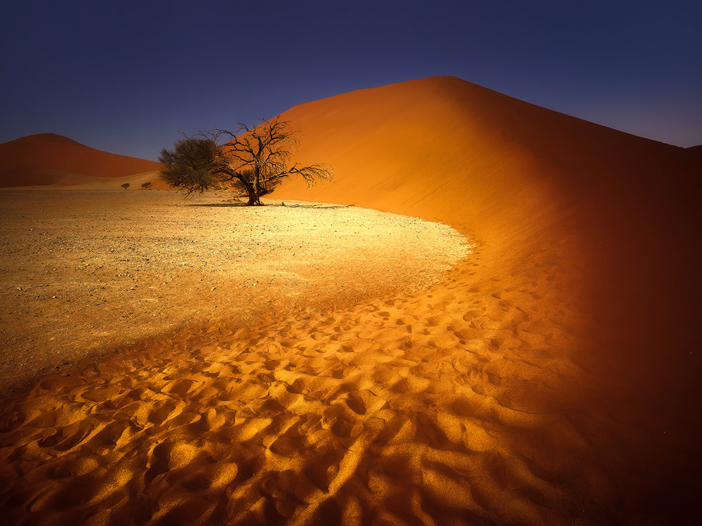 Trees of Namibia: Beautiful Photographs by Isabella Tabacchi