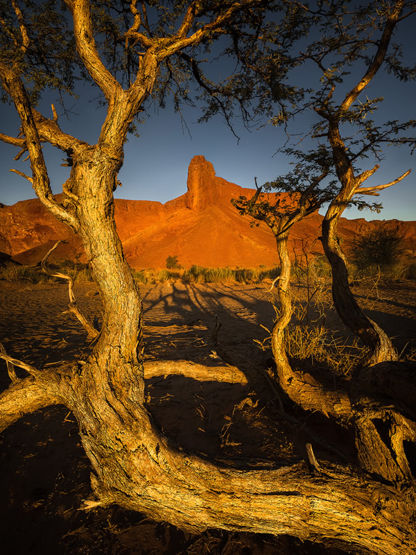 Trees of Namibia: Beautiful Photographs by Isabella Tabacchi