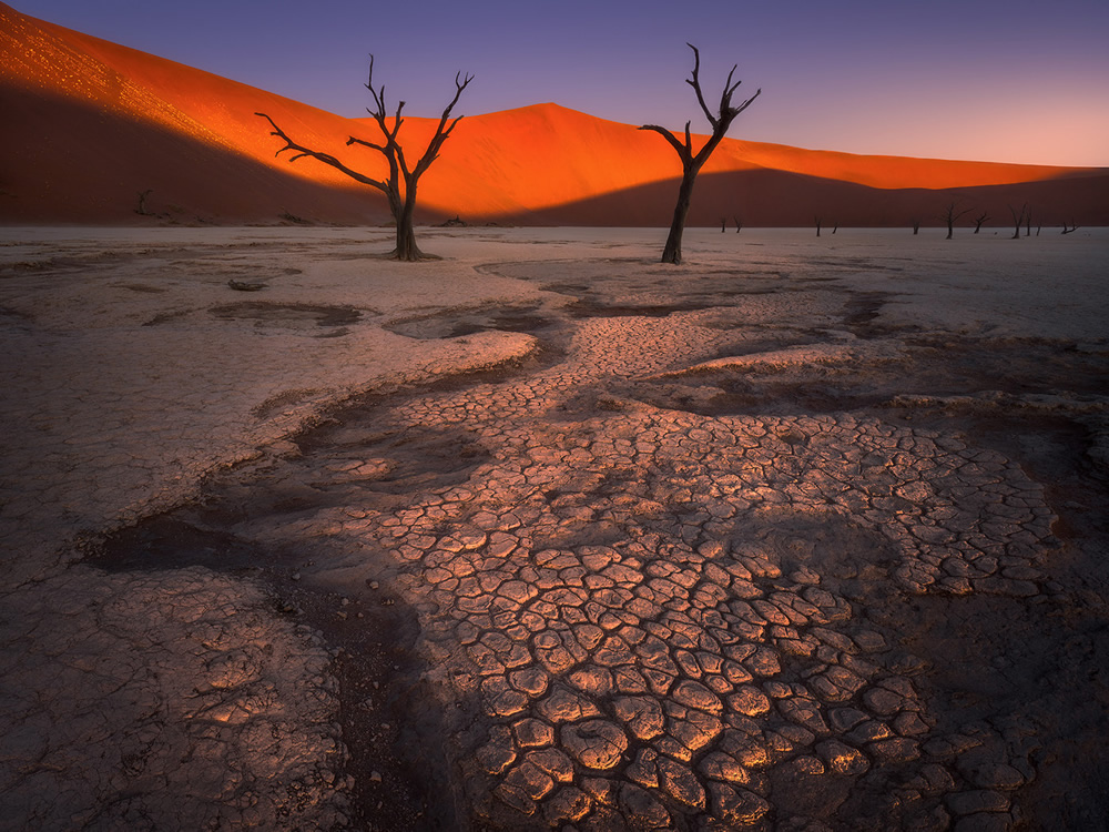 Trees of Namibia: Beautiful Photographs by Isabella Tabacchi