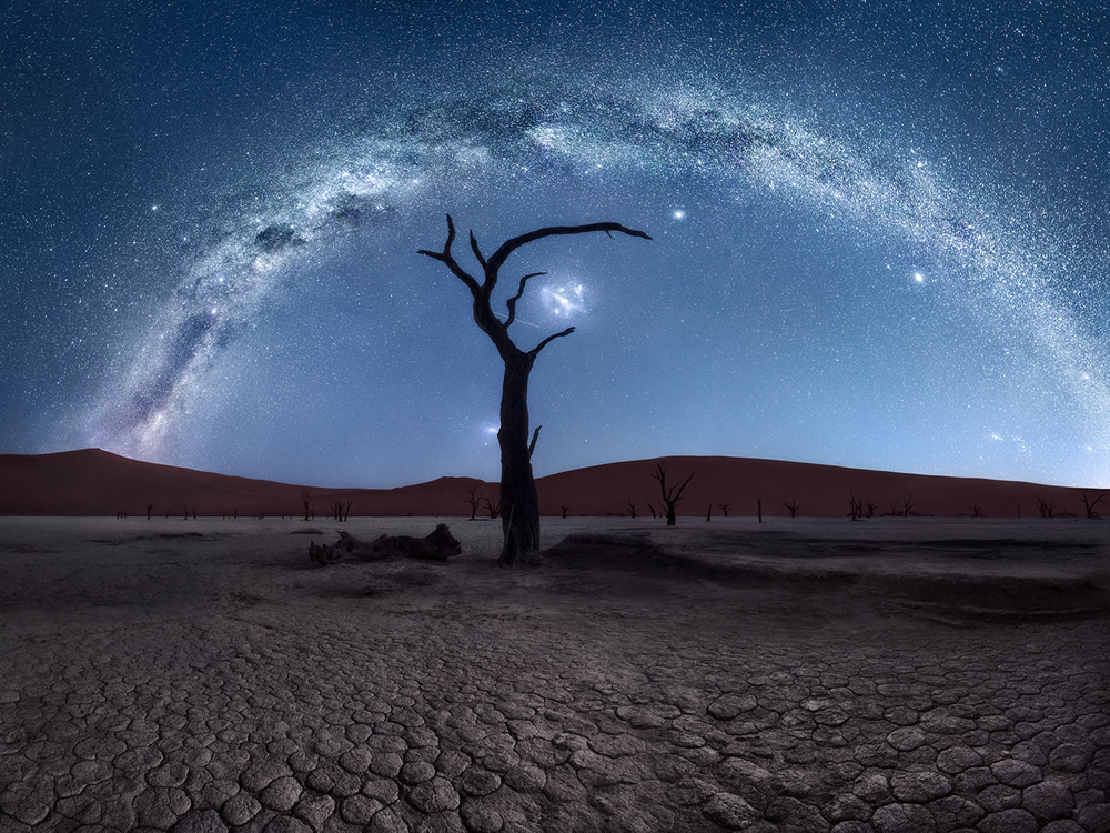 Trees of Namibia: Beautiful Photographs by Isabella Tabacchi