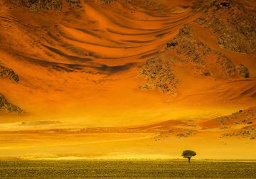 Trees of Namibia: Beautiful Photographs by Isabella Tabacchi