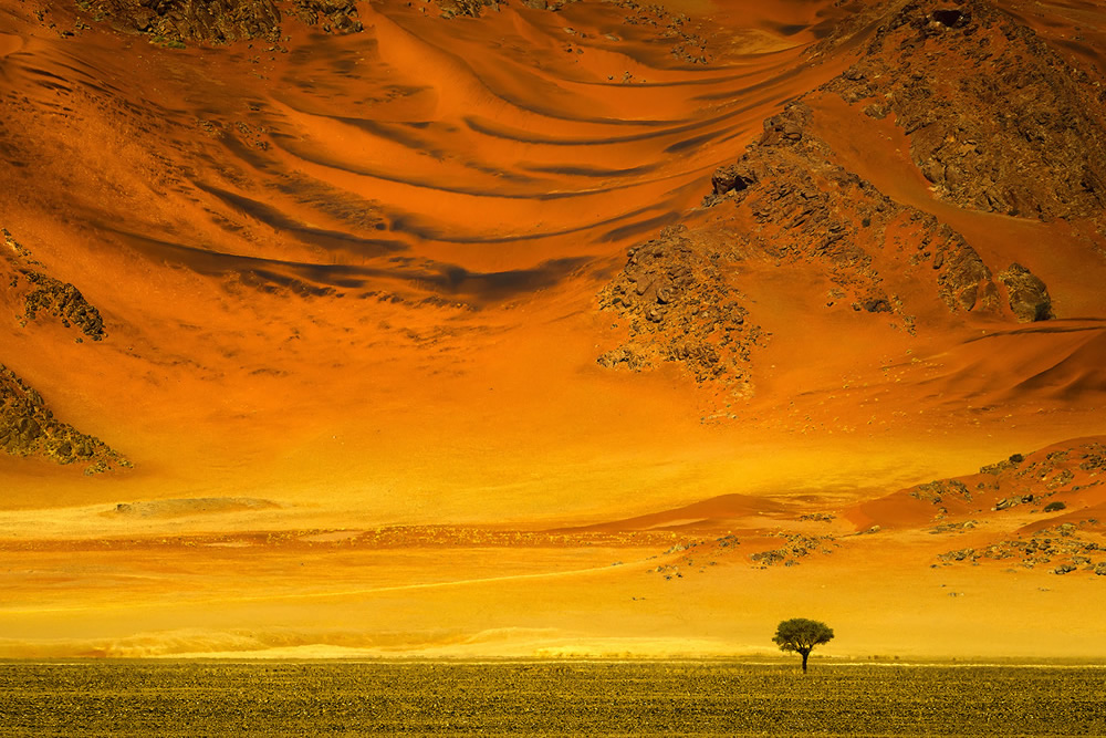 Trees of Namibia: Beautiful Photographs by Isabella Tabacchi
