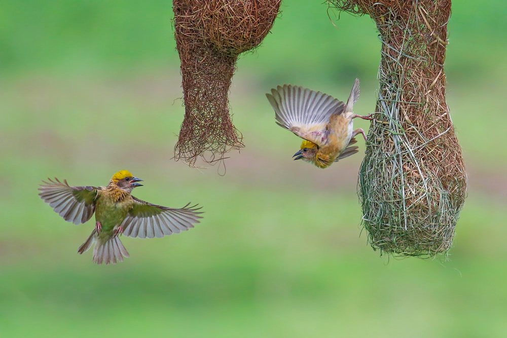Interview With Indian Nature Photographer Arindam Saha