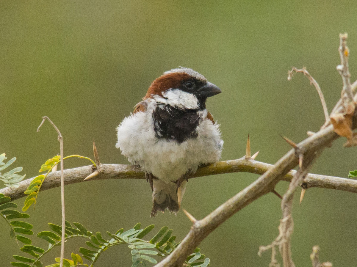 Passions Never Lockdown: Beautiful Bird Photography by Raghuvamsh Chavali