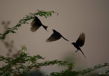 Passions Never Lockdown: Beautiful Bird Photography by Raghuvamsh Chavali