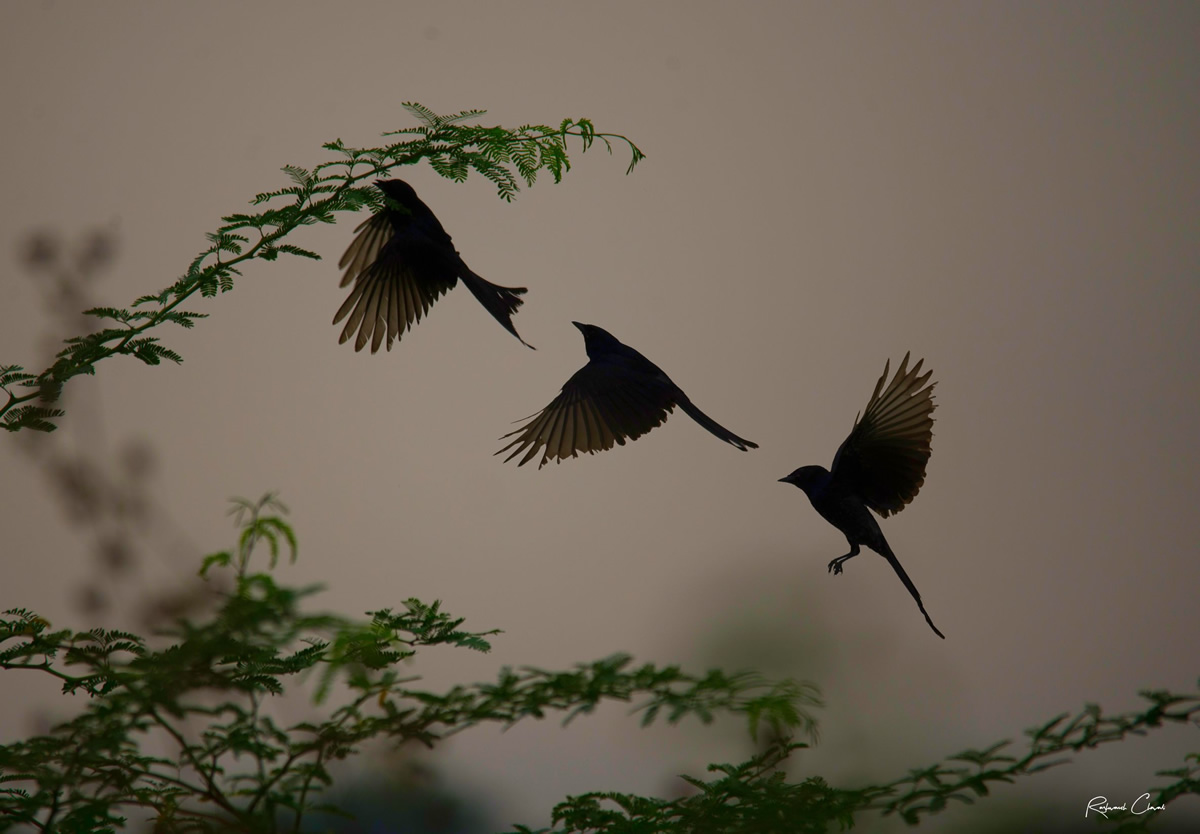 Passions Never Lockdown: Beautiful Bird Photography by Raghuvamsh Chavali
