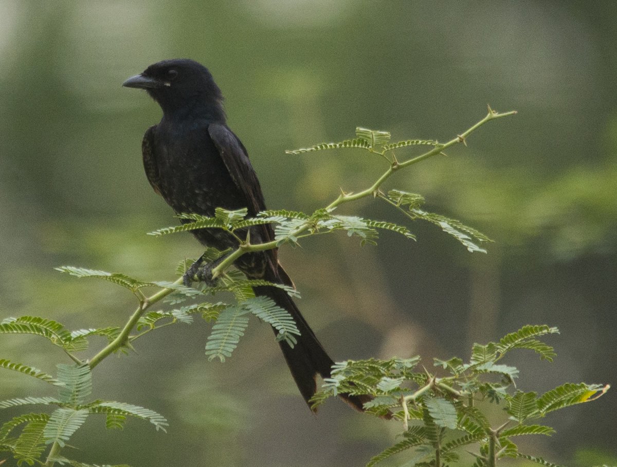 Passions Never Lockdown: Beautiful Bird Photography by Raghuvamsh Chavali