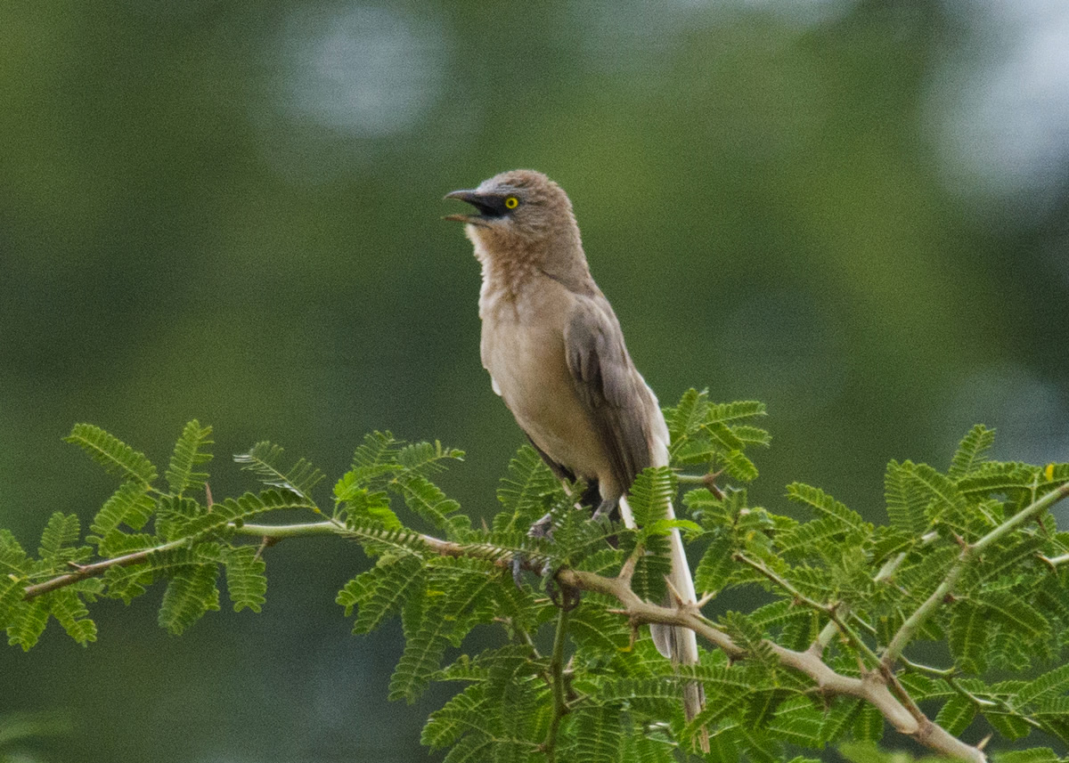 Passions Never Lockdown: Beautiful Bird Photography by Raghuvamsh Chavali