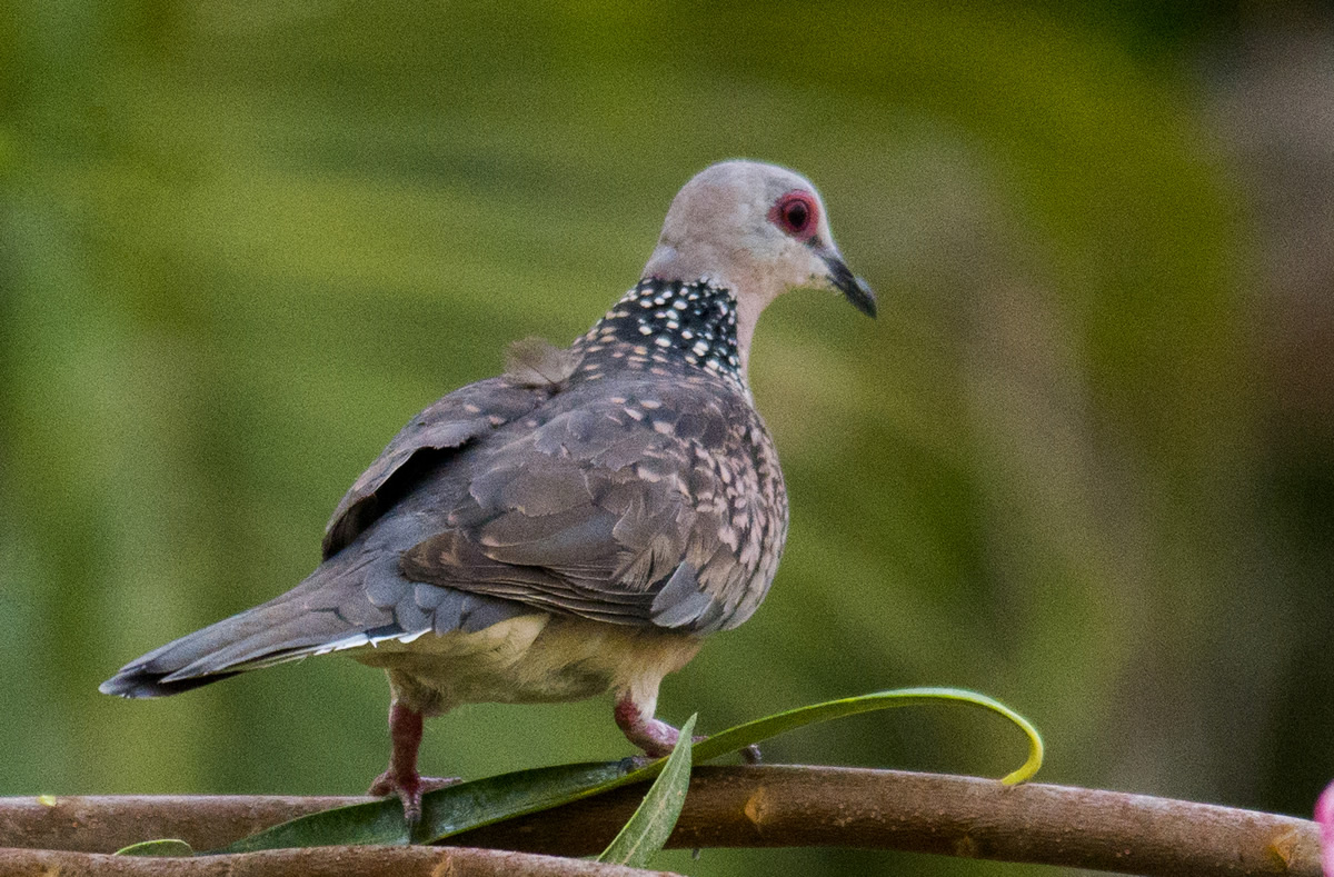 Passions Never Lockdown: Beautiful Bird Photography by Raghuvamsh Chavali