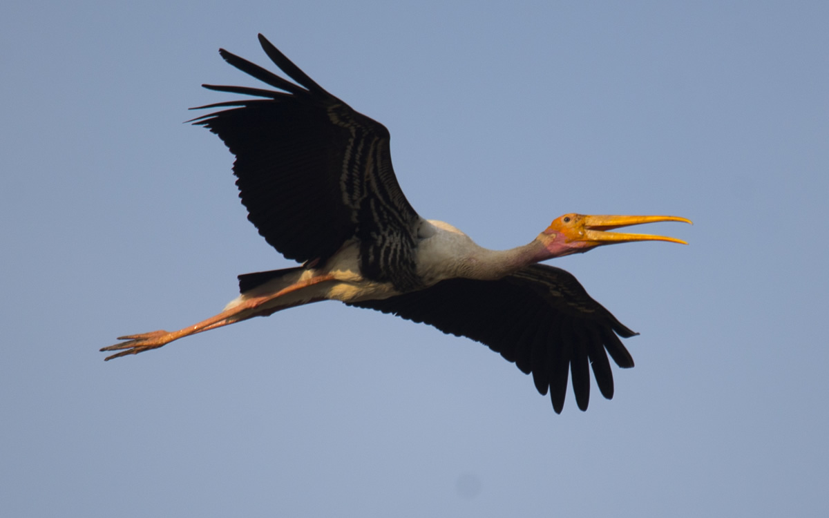 Passions Never Lockdown: Beautiful Bird Photography by Raghuvamsh Chavali