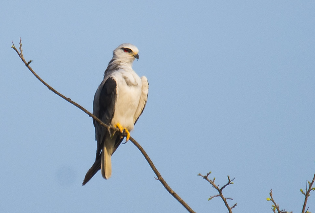 Passions Never Lockdown: Beautiful Bird Photography by Raghuvamsh Chavali