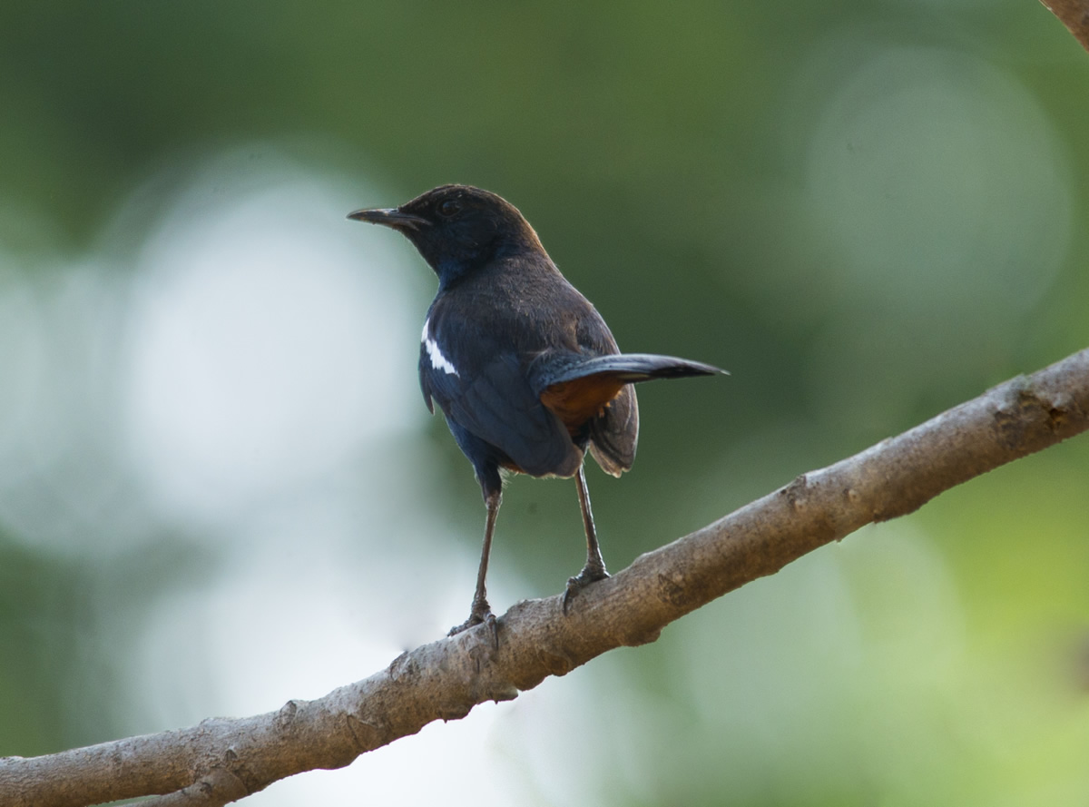 Passions Never Lockdown: Beautiful Bird Photography by Raghuvamsh Chavali