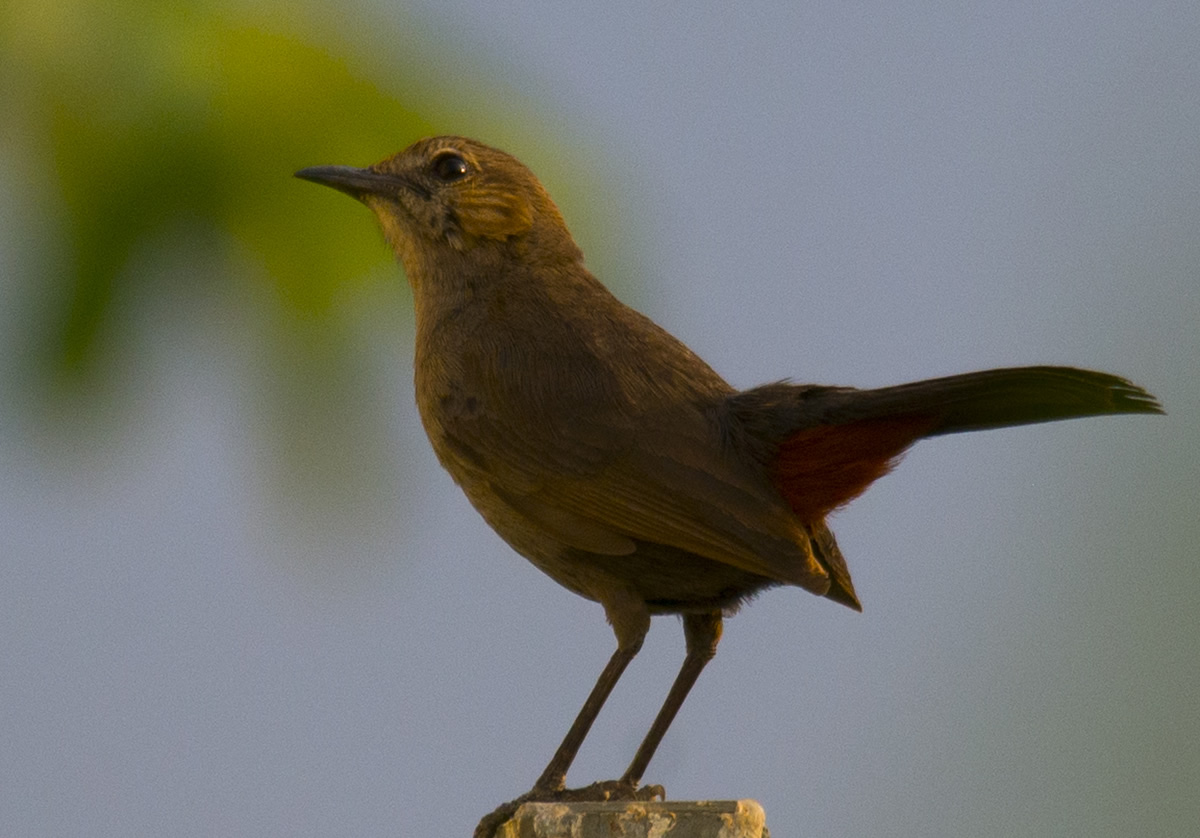 Passions Never Lockdown: Beautiful Bird Photography by Raghuvamsh Chavali