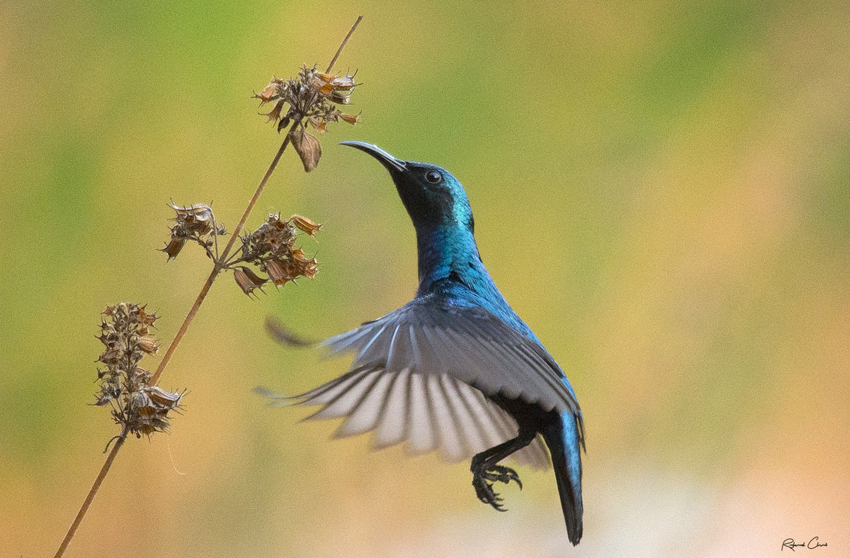 Passions Never Lockdown: Beautiful Bird Photography by Raghuvamsh Chavali