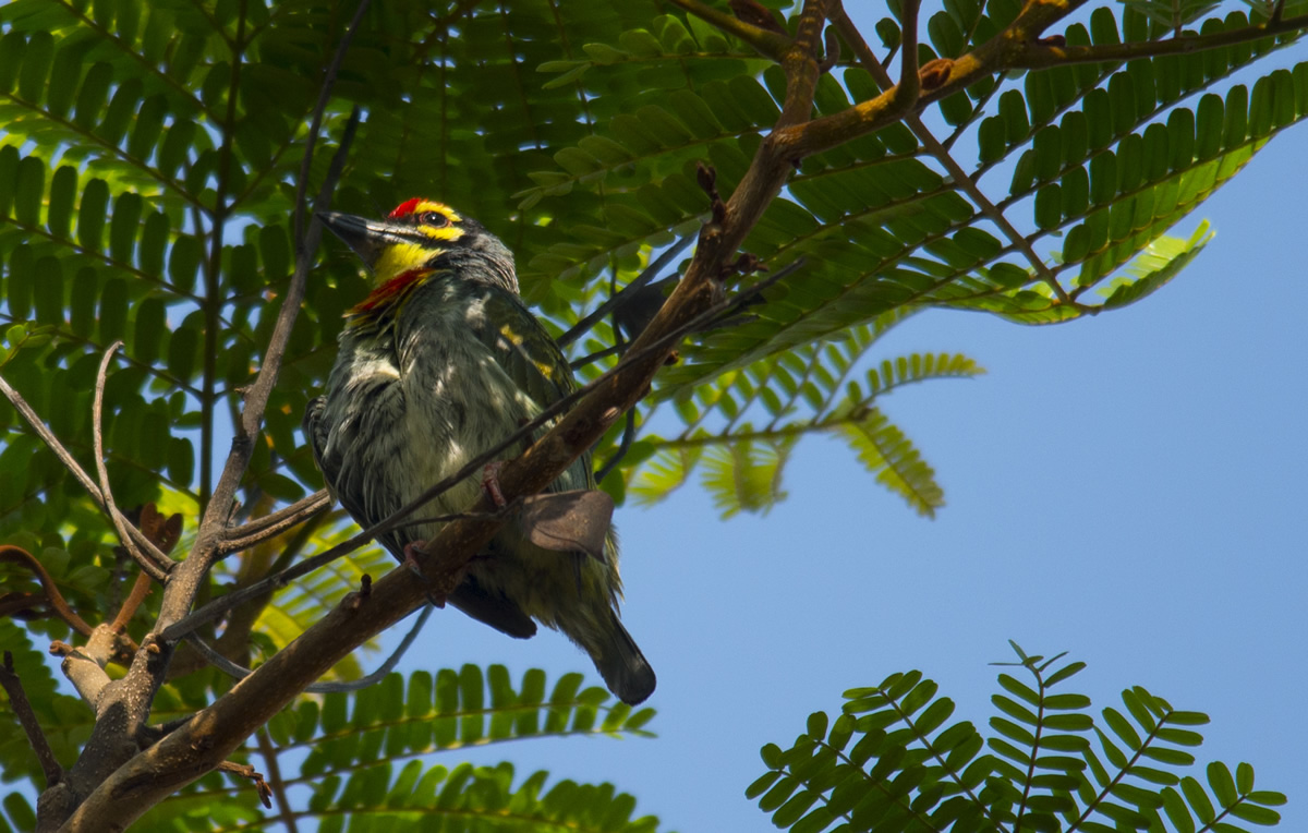 Passions Never Lockdown: Beautiful Bird Photography by Raghuvamsh Chavali