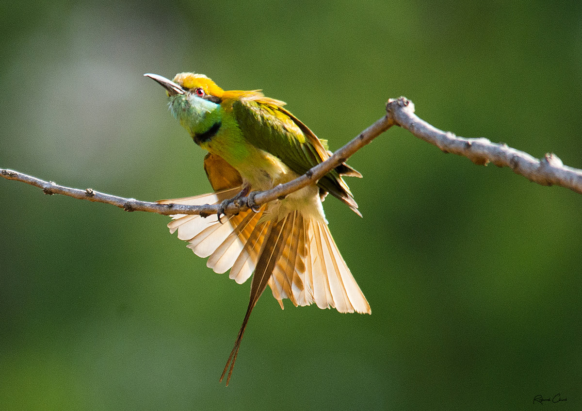 Passions Never Lockdown: Beautiful Bird Photography by Raghuvamsh Chavali