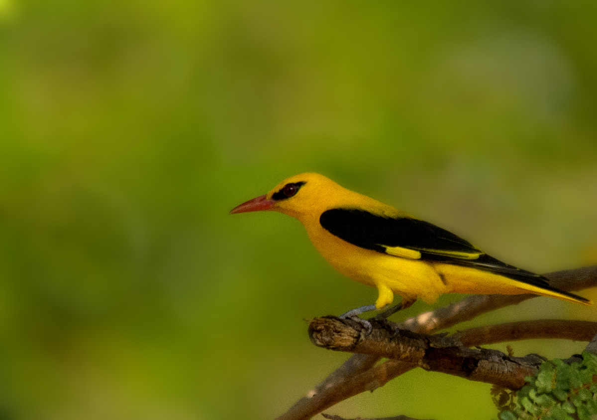 Passions Never Lockdown: Beautiful Bird Photography by Raghuvamsh Chavali