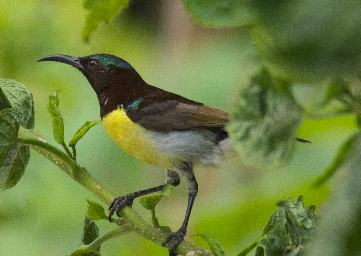 Passions Never Lockdown: Beautiful Bird Photography by Raghuvamsh Chavali